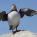 puffin_atlantic_msi_h_2559_can1931.jpg